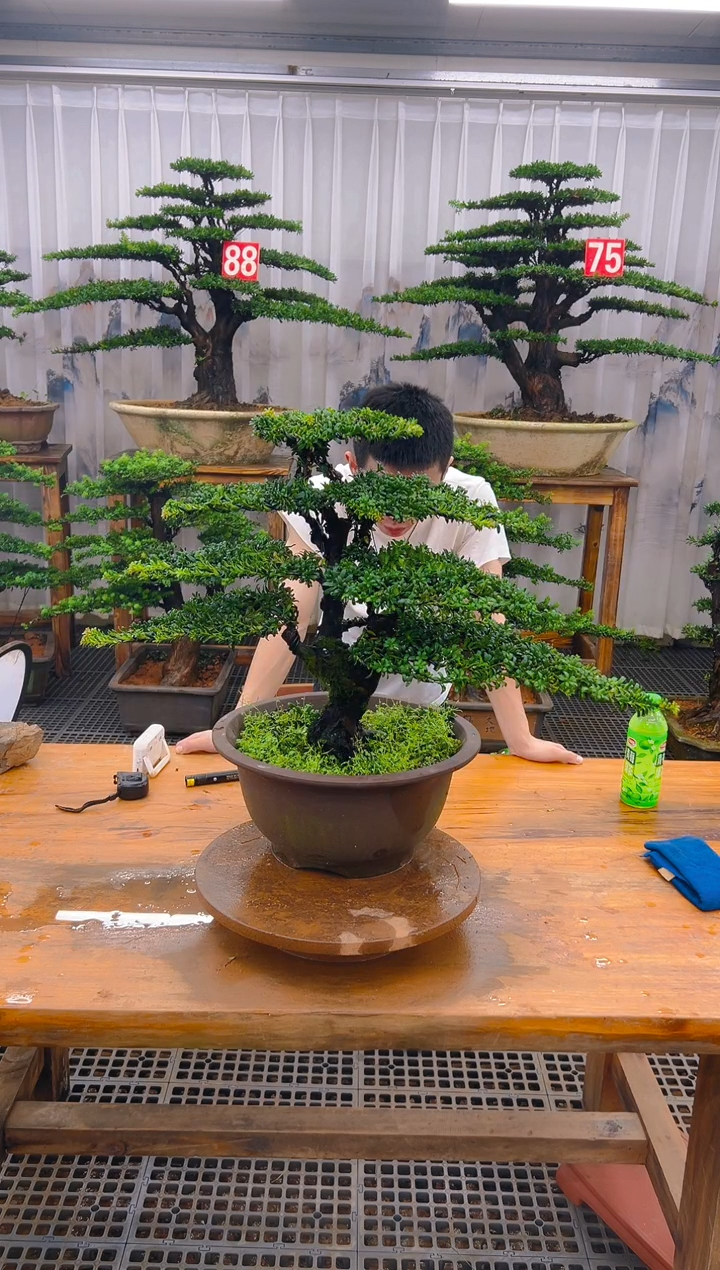 无花朵心****）精品盆景直播间一物一拍