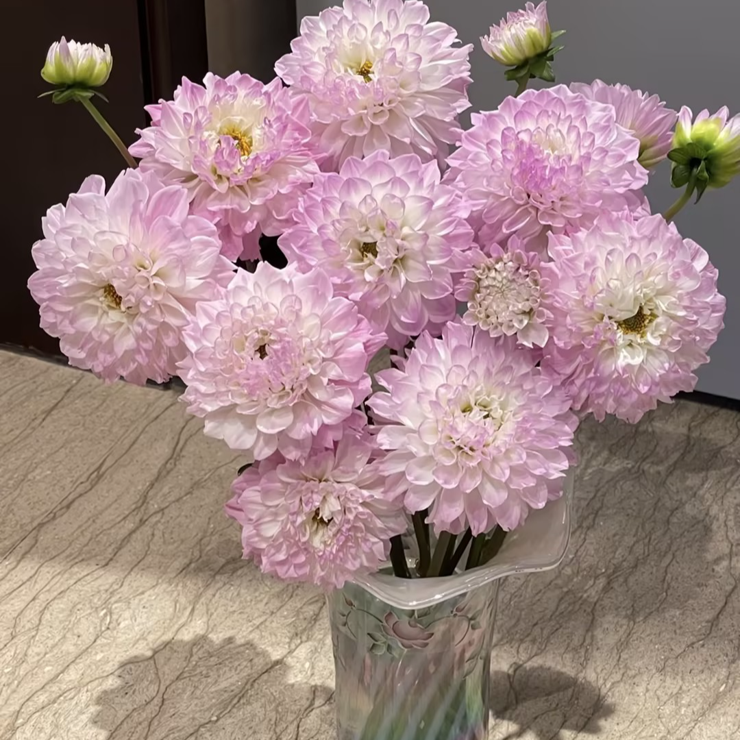 【一品花集】【玛格丽特】大丽花 云南昆明基地直发家用鲜花