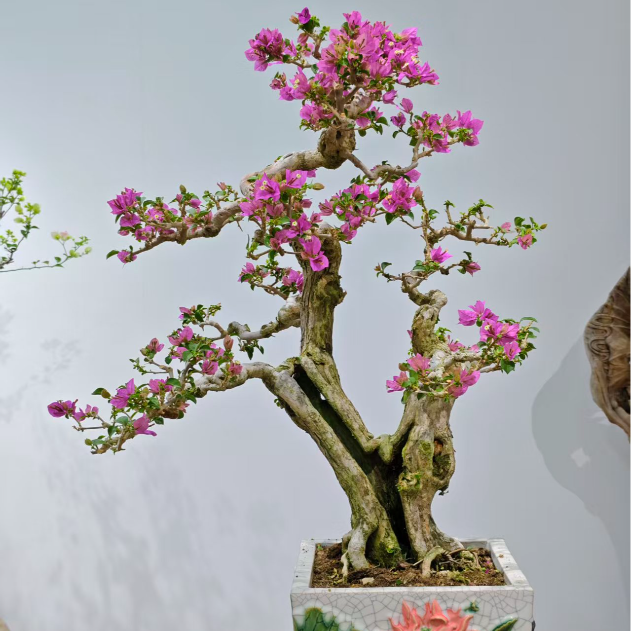 三角梅造型盆景老桩小叶紫三角梅 I