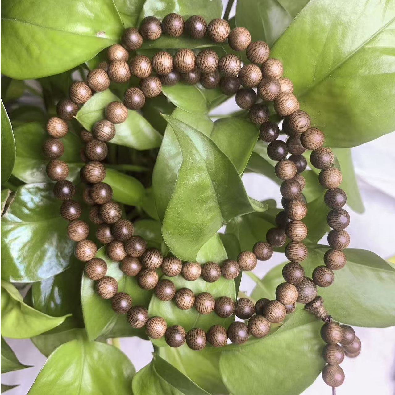 沉香0.6多圈 文莱金丝蜜结老料沉水