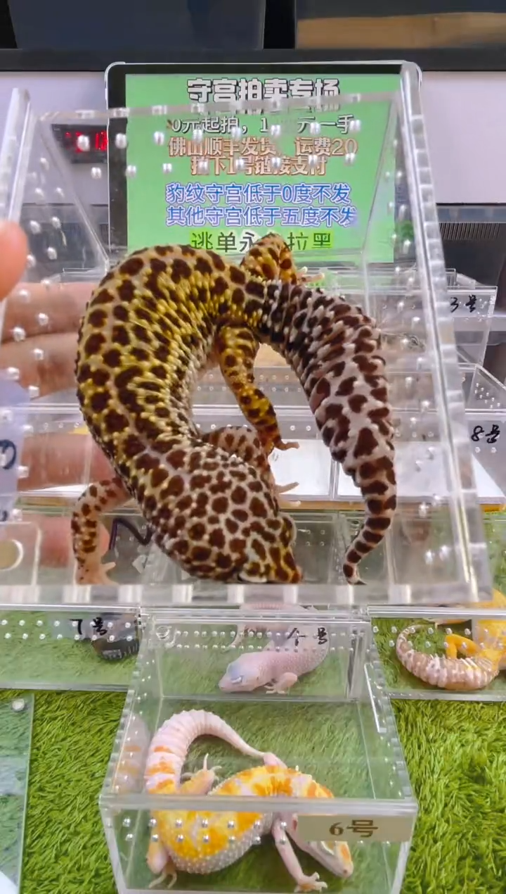 豹纹守宫守宫可爱温顺迷人好看