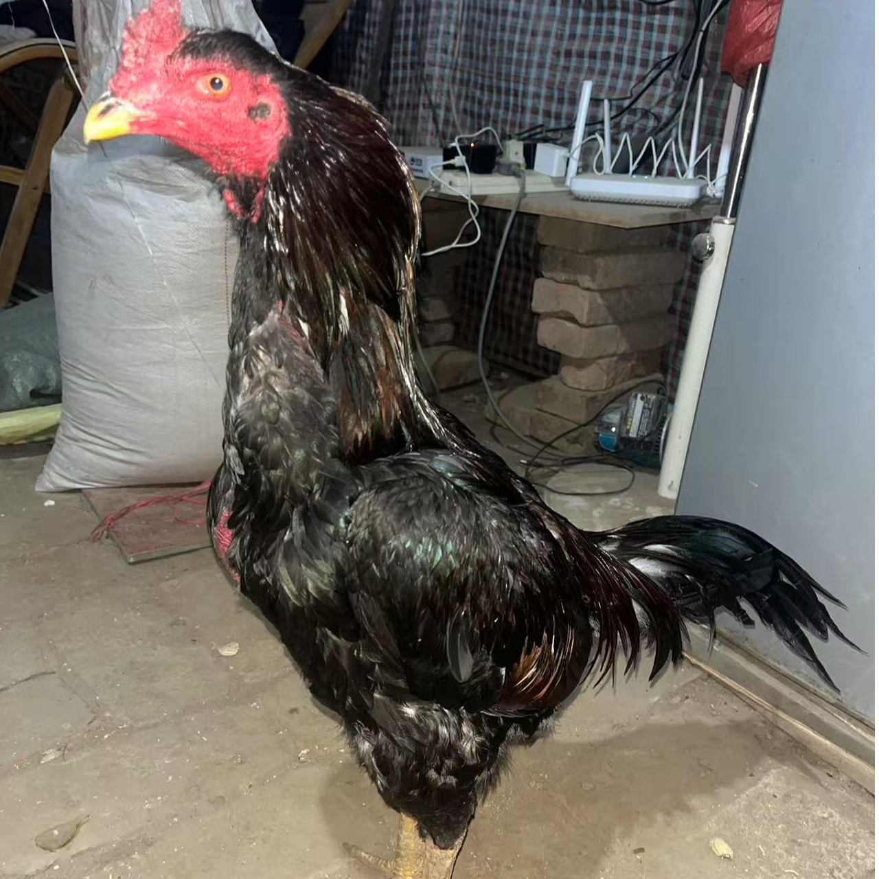 中原鸡越南鸡泰鸡缅鸡