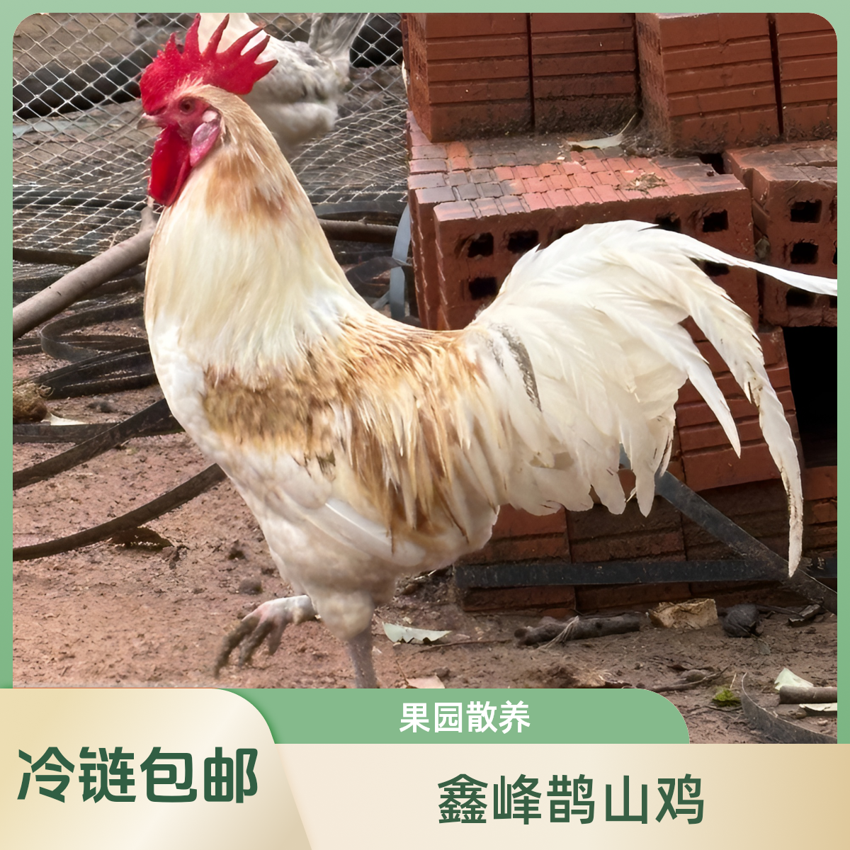 【鑫峰鹊山鸡】果园散养低脂土鸡