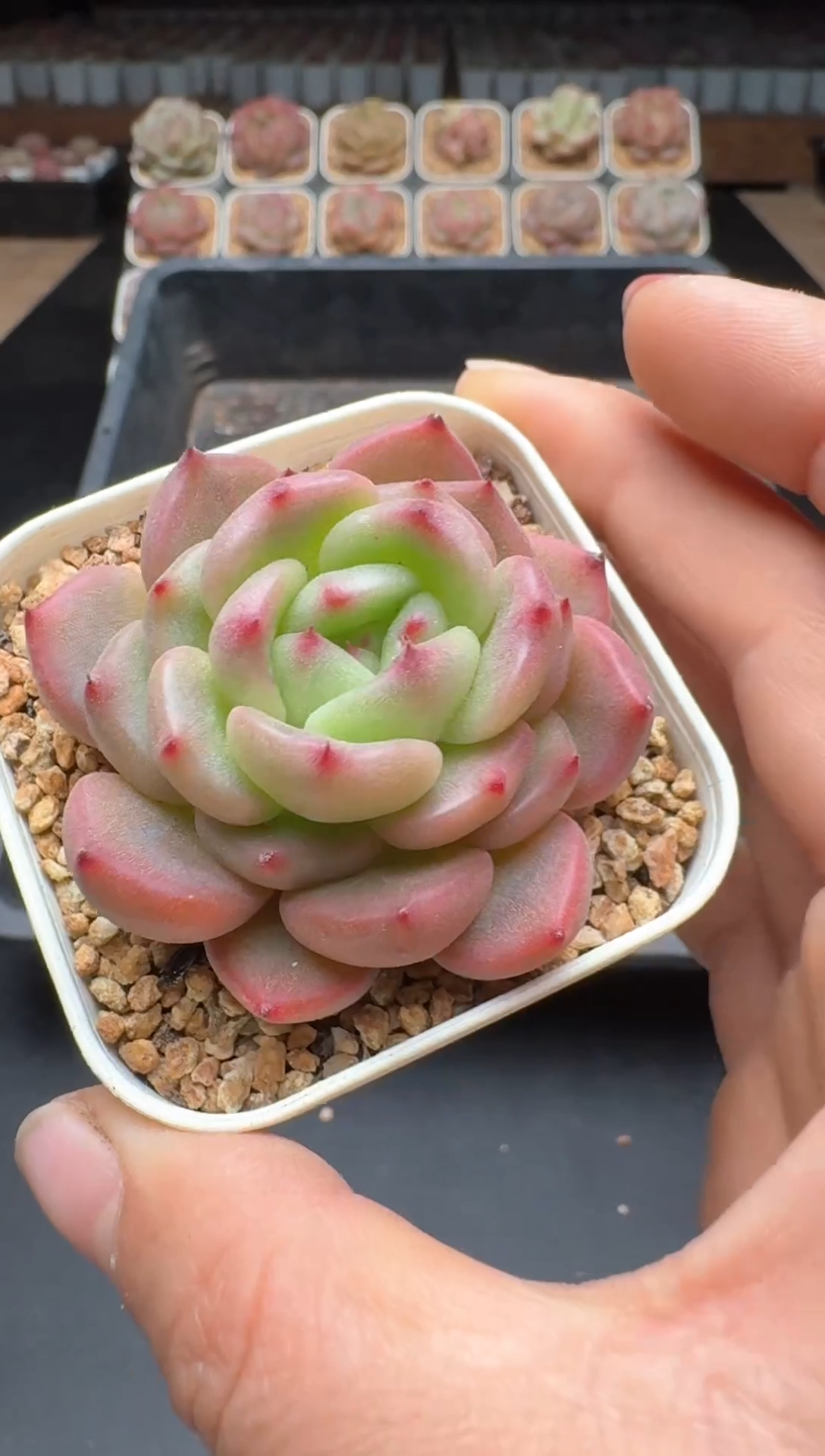 【闪购商品】035A号一物一拍多肉花卉植物拍3颗起发