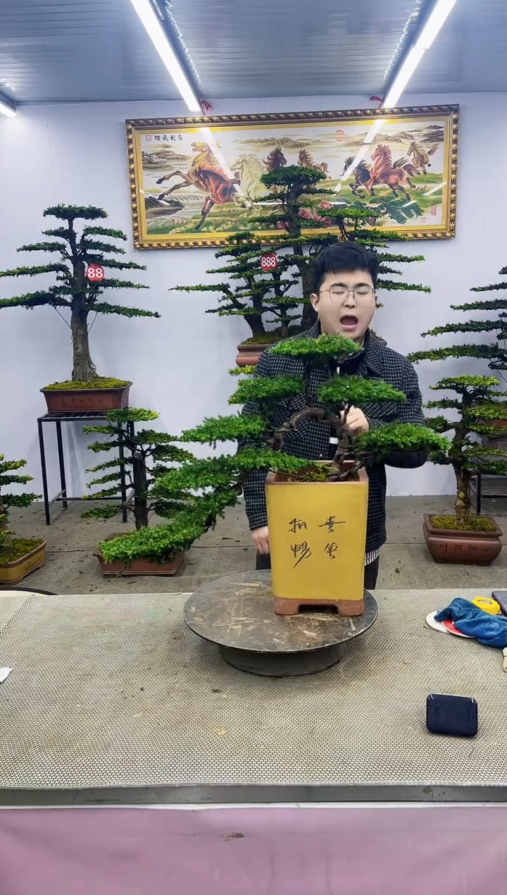 【闪购商品】八斗松/松类活物造型盆景，以直播间截图为啊啊啊啊