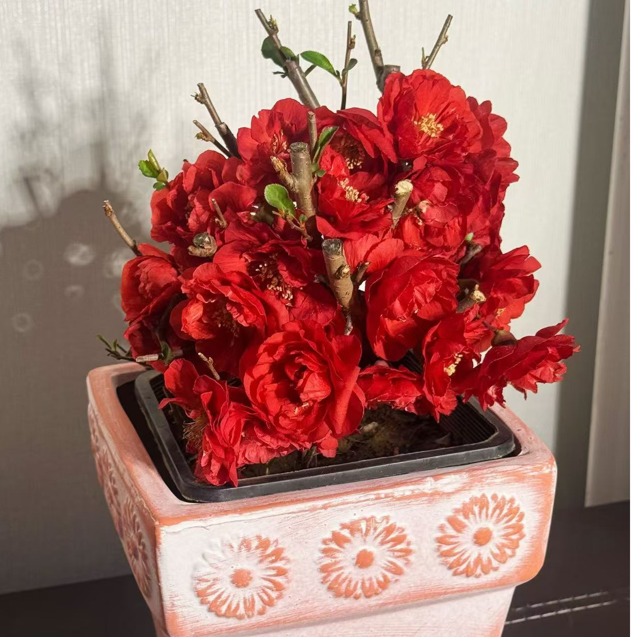 原生牡丹玫瑰海棠四季盆栽绿植耐寒好养室内阳台花卉盆景十二一重