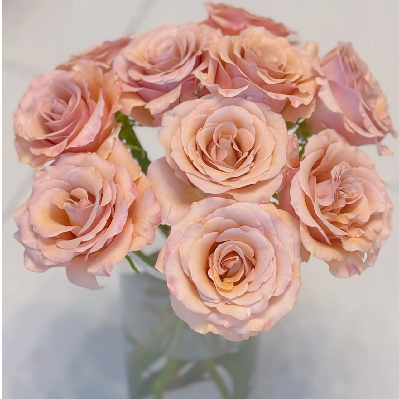 【明日达】莫伯玫瑰生活鲜花家养插花瓶明日达今天下单明天就到两单送随机花材基地直发现采现发顺丰送货上门