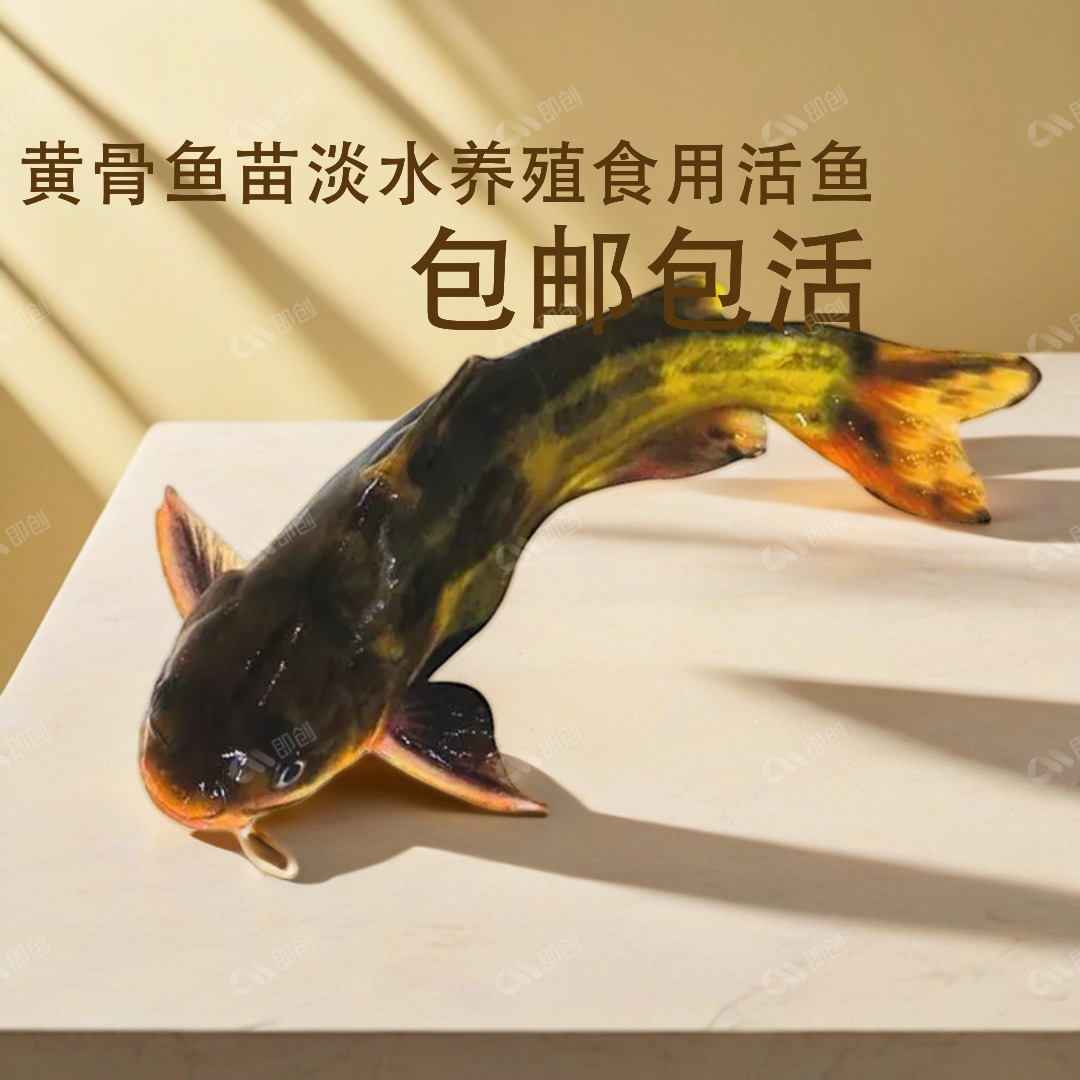 黄辣丁鱼苗鱼苗黄骨鸭叫黄颡鱼黄辣重庆淡水昂刺三角食用本地丁黄