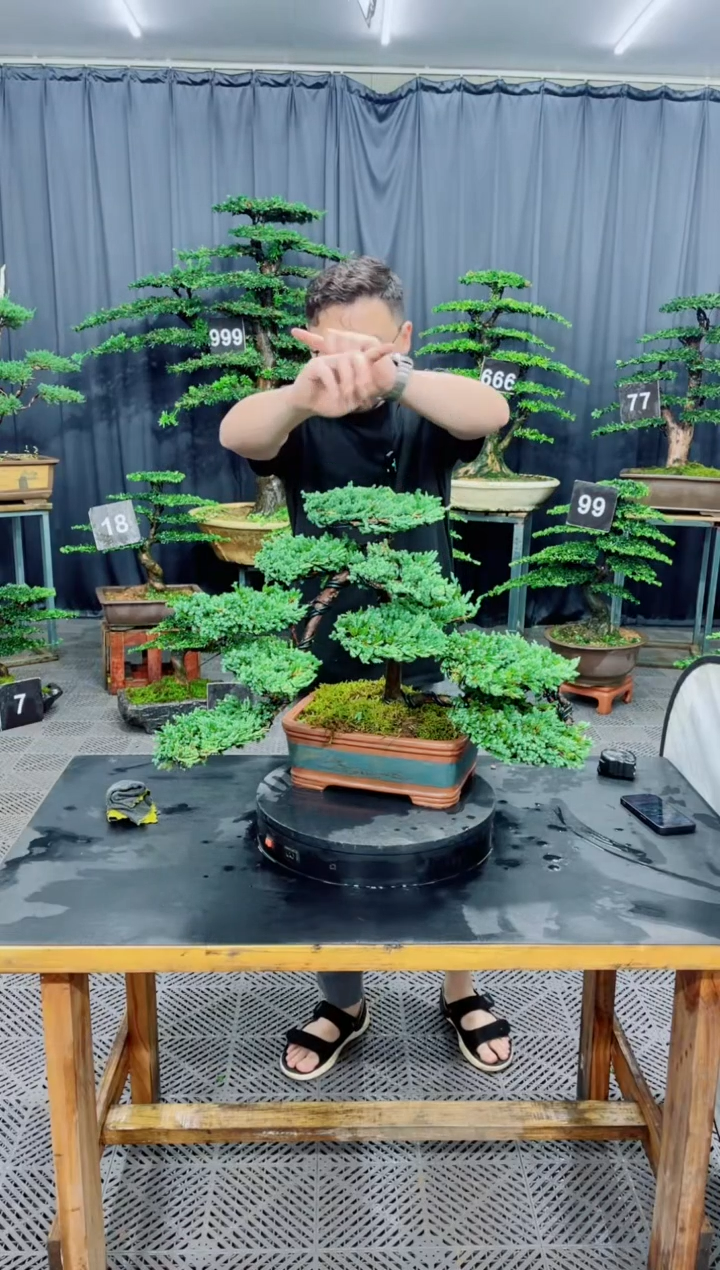 无花朵珍珠柏盆景....