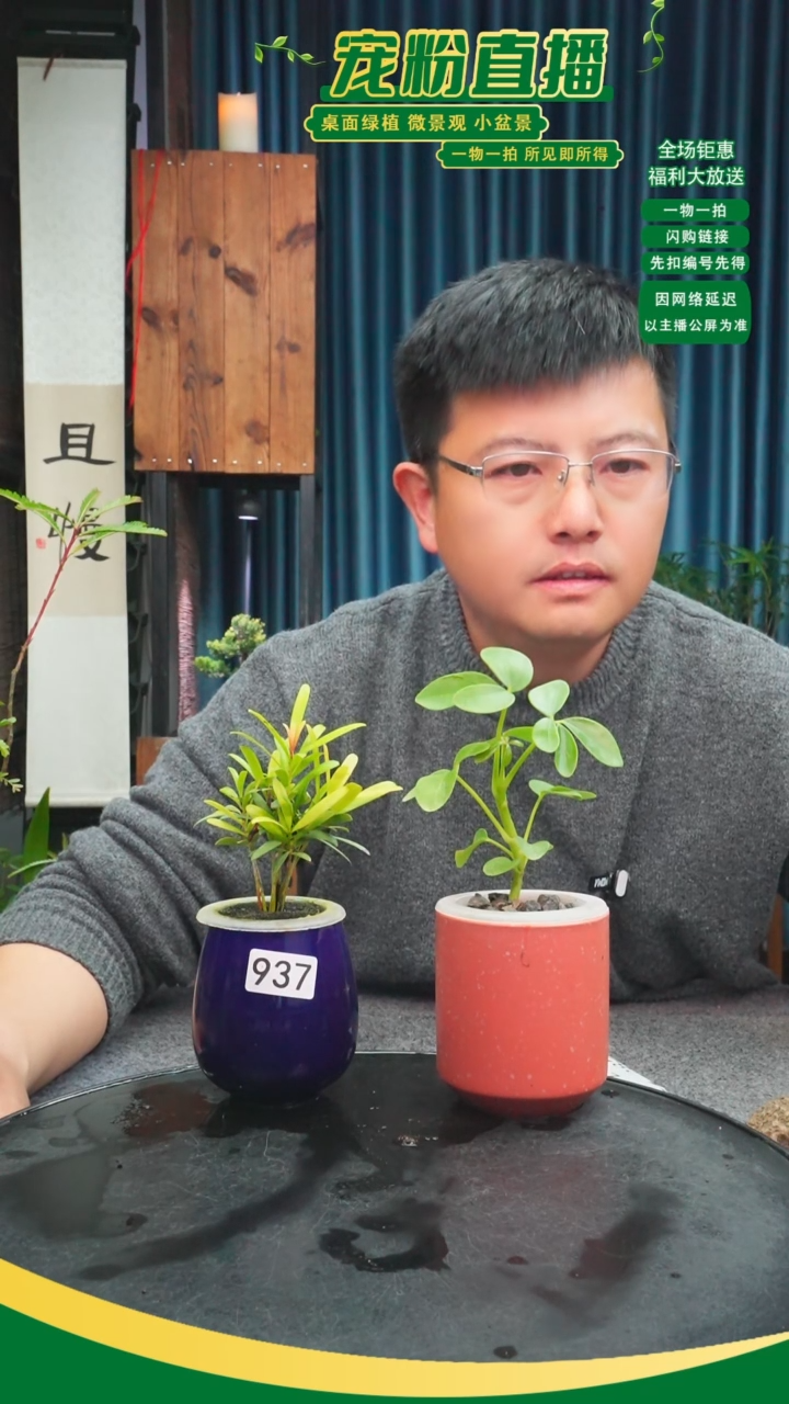 无花朵美****师苔藓微景观937号