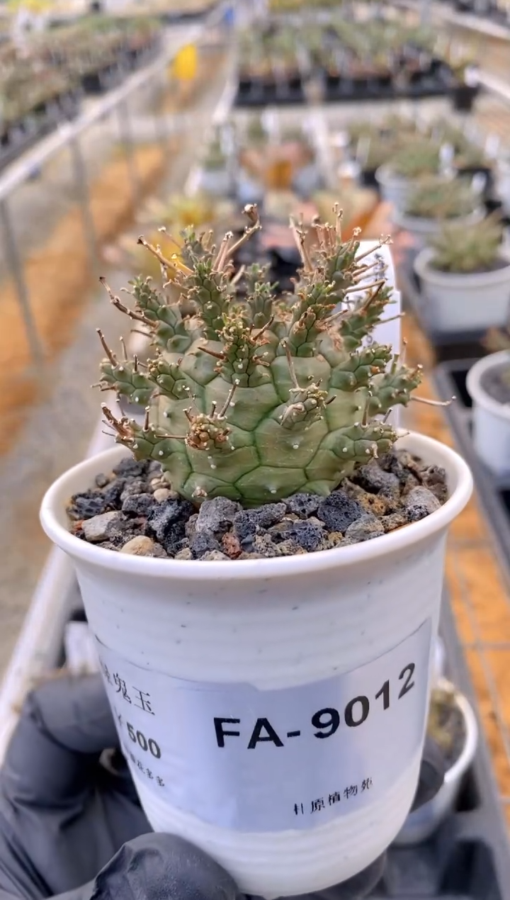 【闪购商品】绿鬼玉FA-9012