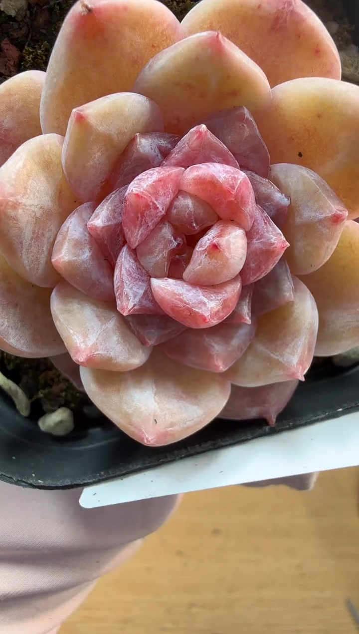 东云多肉园二店-323