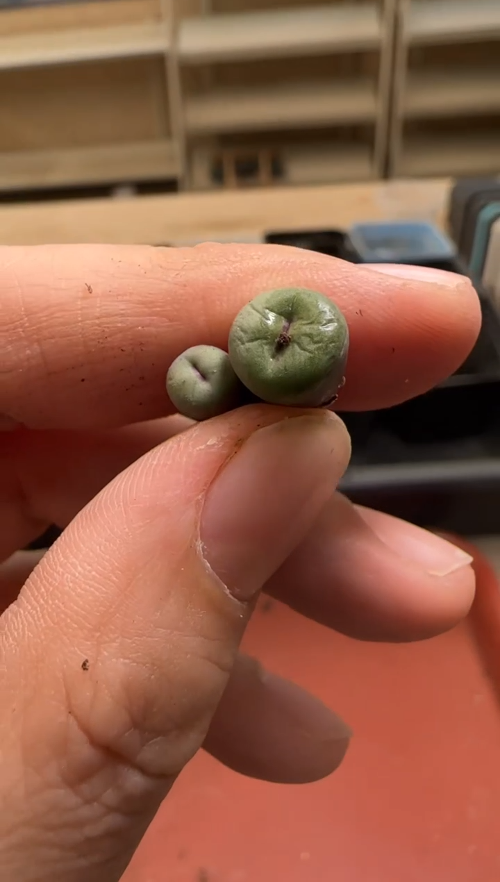 【闪购商品】13-121