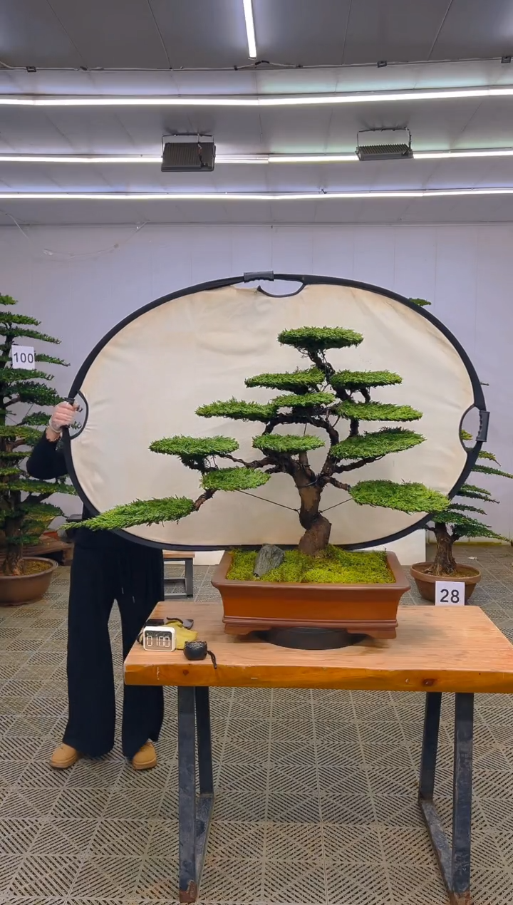 无花朵一物一拍一物一拍