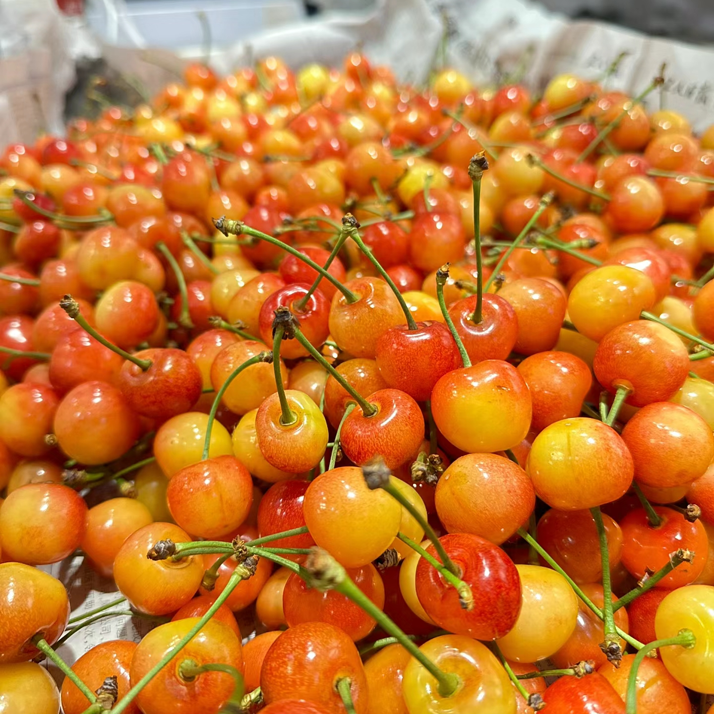 【水果外卖】山东小黄蜜樱桃 69.9元3斤 个小 酸甜 8甜2酸 个小L混装黄蜜山东省