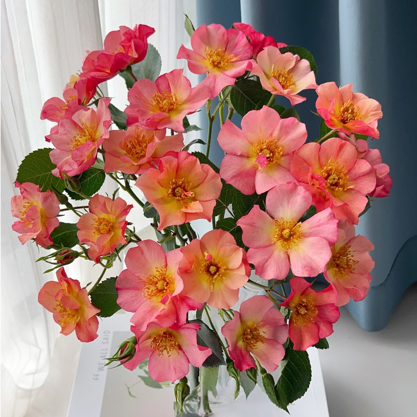 【独鬏鬏优选】云南【云昊稀有】玫瑰 顺丰配送