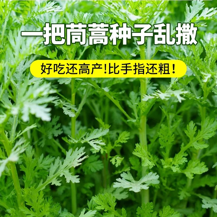 小叶茼蒿种子大叶茼蒿种籽四季菜种孑苗各种春播蔬菜籽种大全
