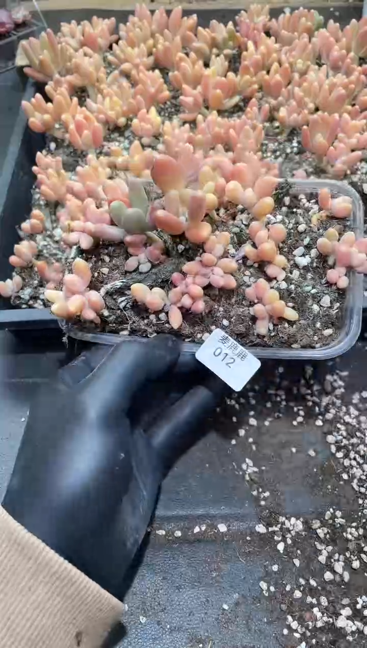 012芒果奶     量拍