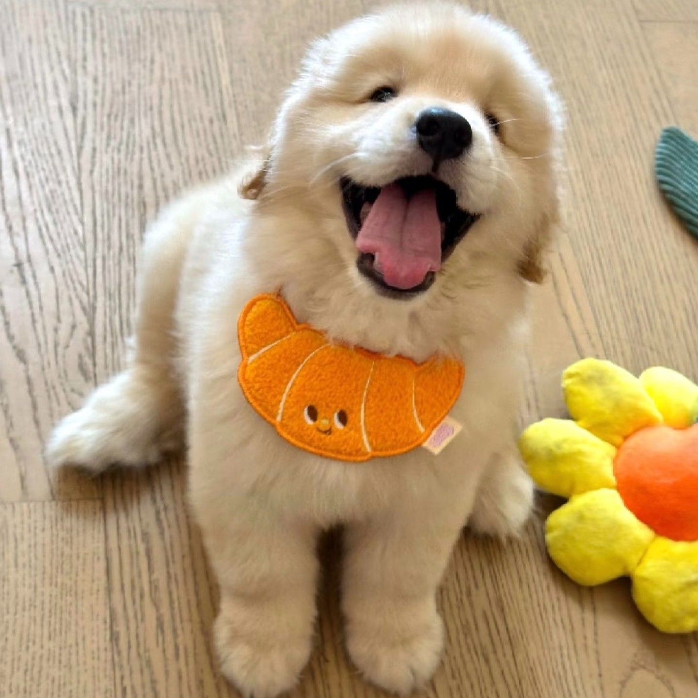 栖萌家金毛自家养殖精品萌宠