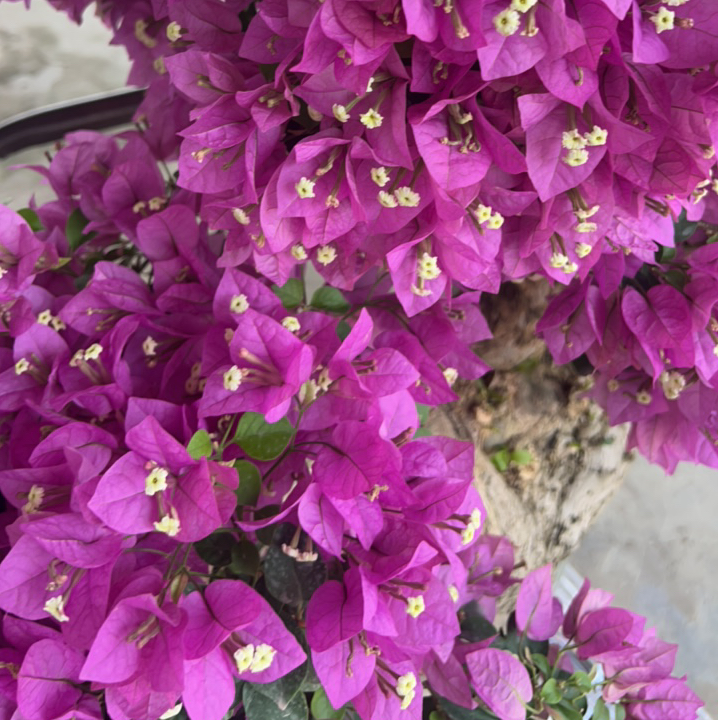 三角梅精品盆景一物一拍（全国包邮1）