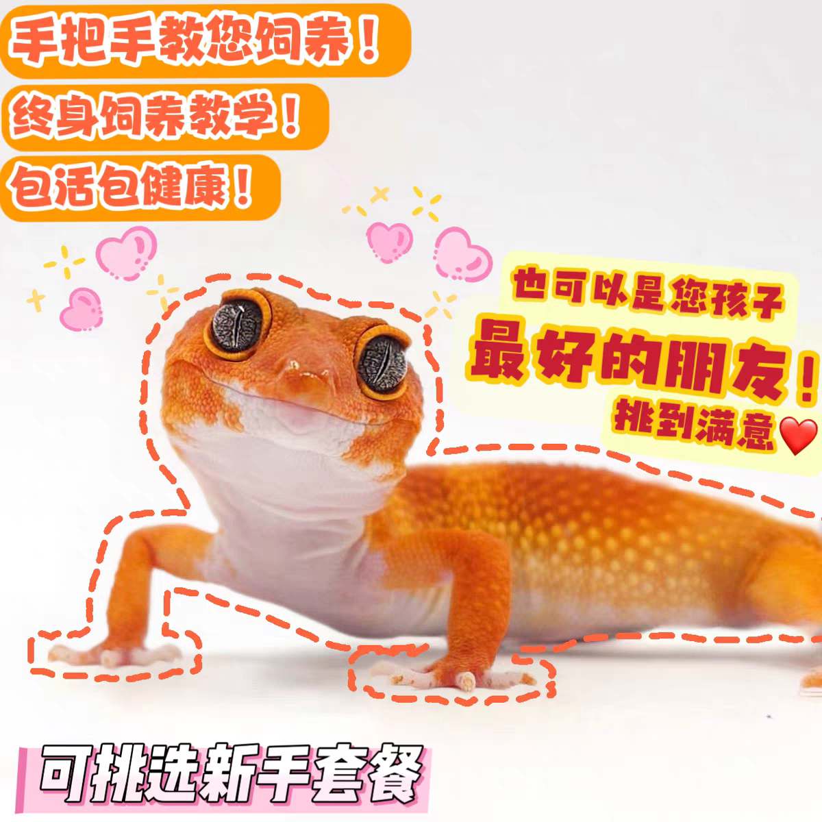 温顺易养黑王新手入门爬宠（包邮包健康）