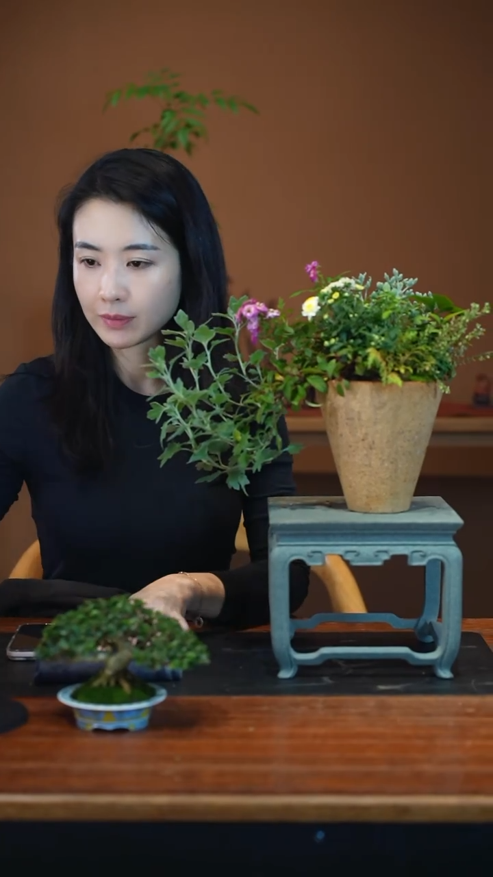 全部花朵山野草盆景盆景