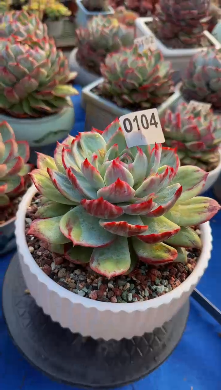 【闪购商品】0104惊鸿仙子（裸根发货）