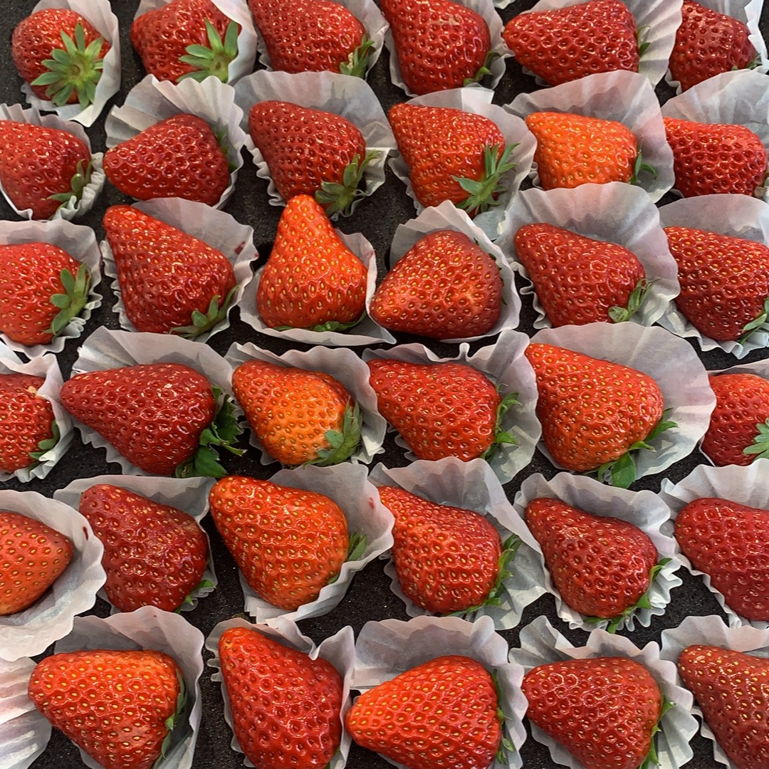 丹东九九草莓一板72个果约1500左右