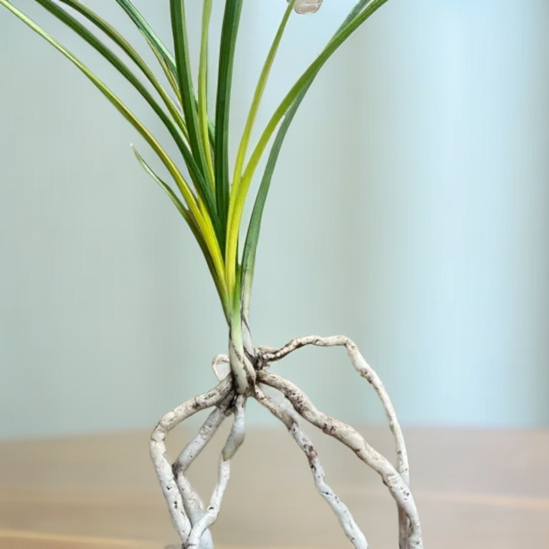 蕙兰黄心分苗发货精品国兰盆栽