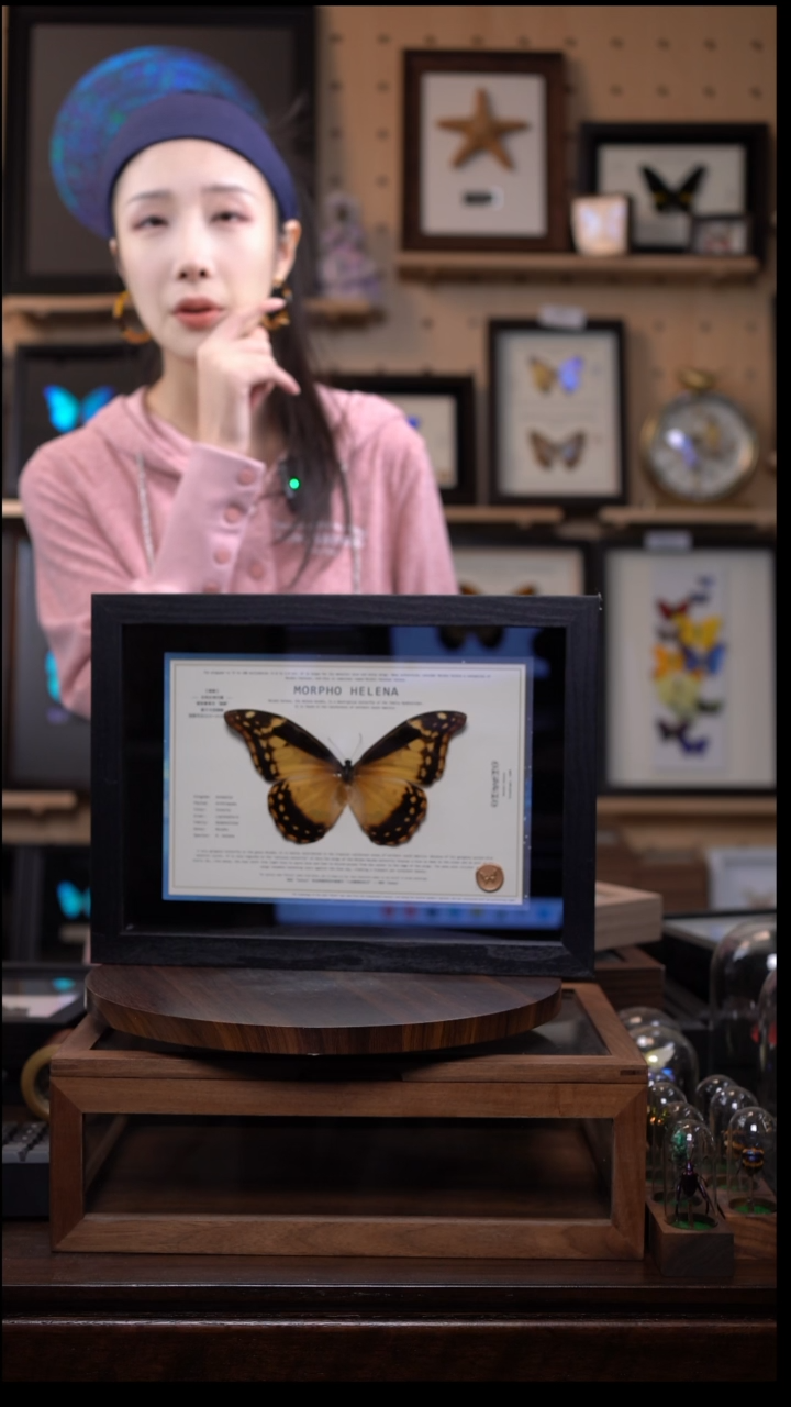 蝴蝶标本竞拍2l150