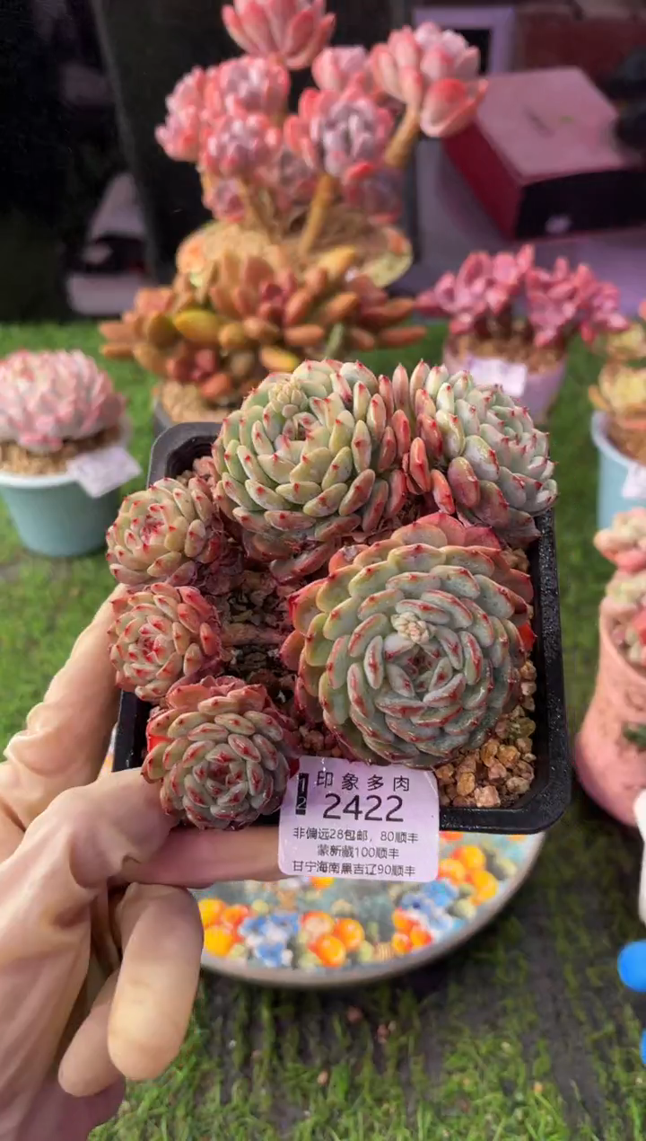 昆明印象多肉2422