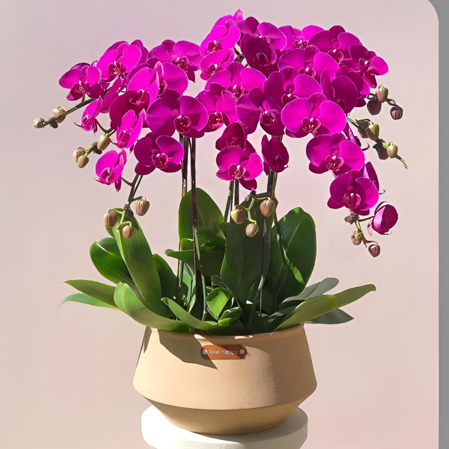 蝴蝶兰大辣椒3.5寸杯苗未出梗叶片易裂属正常介意勿拍福利款