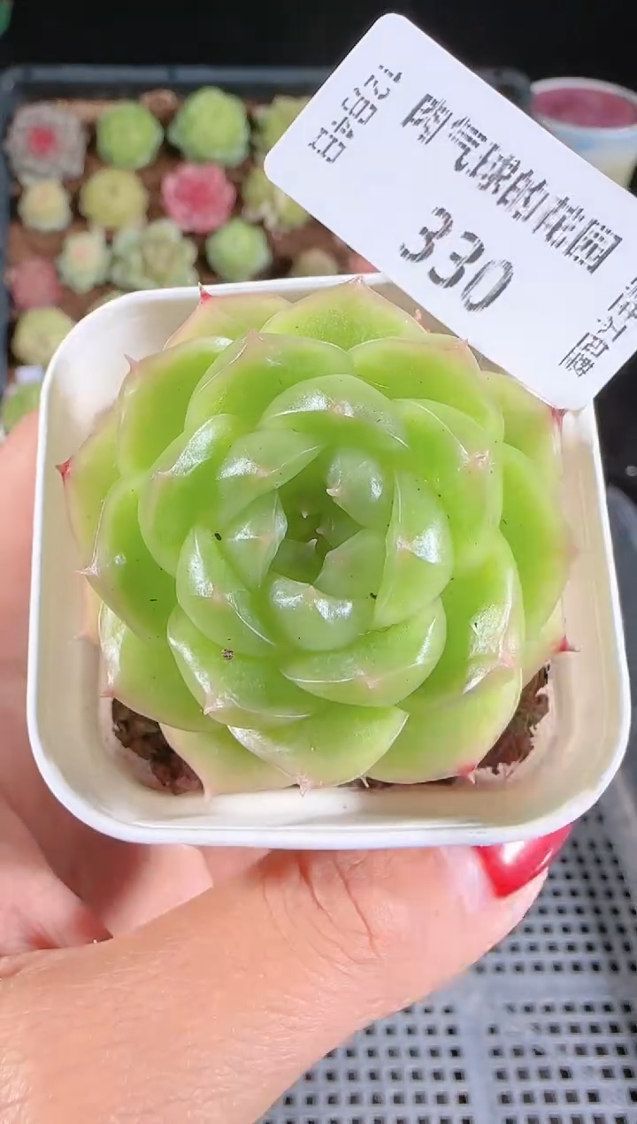 1204-330p3-71多肉群生不包整