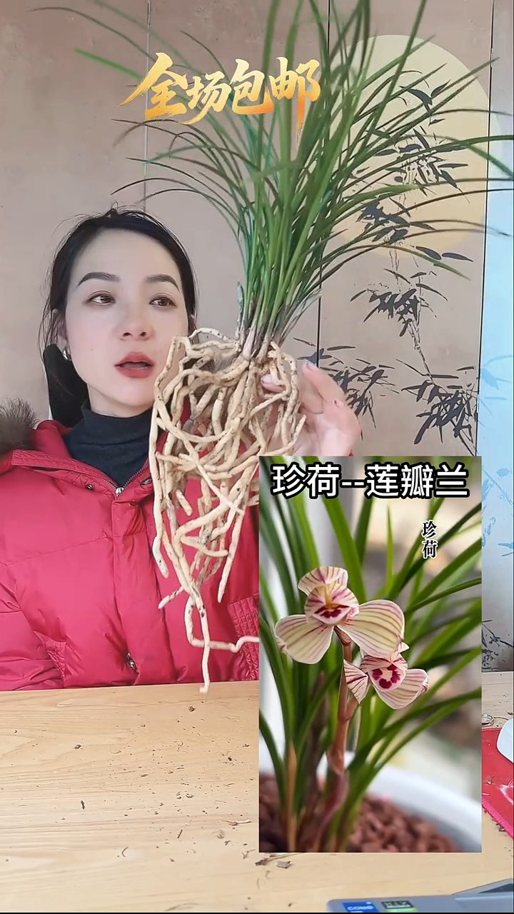 当前无花栽培后可以开花：珍荷