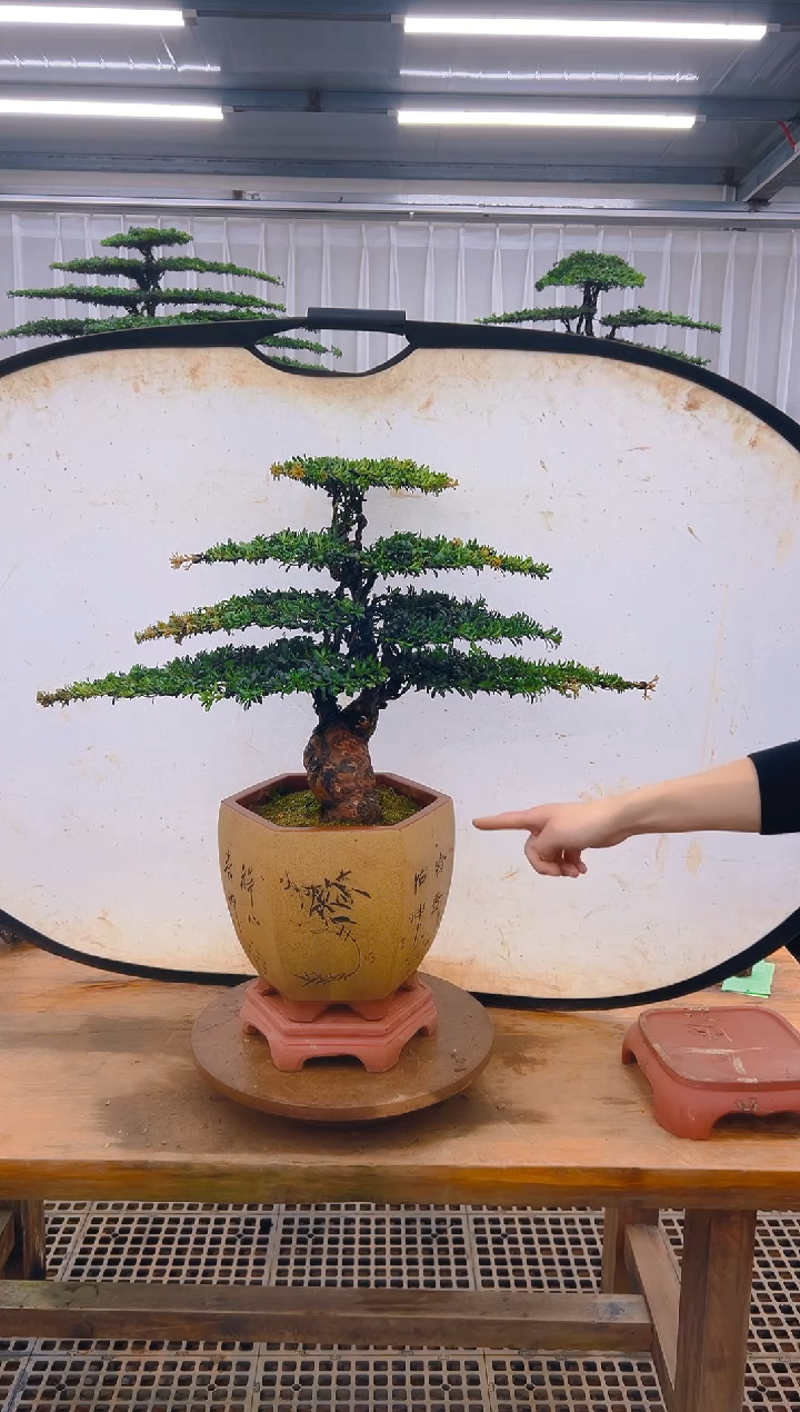 无花朵军***。精品盆景直播间一物一 拍