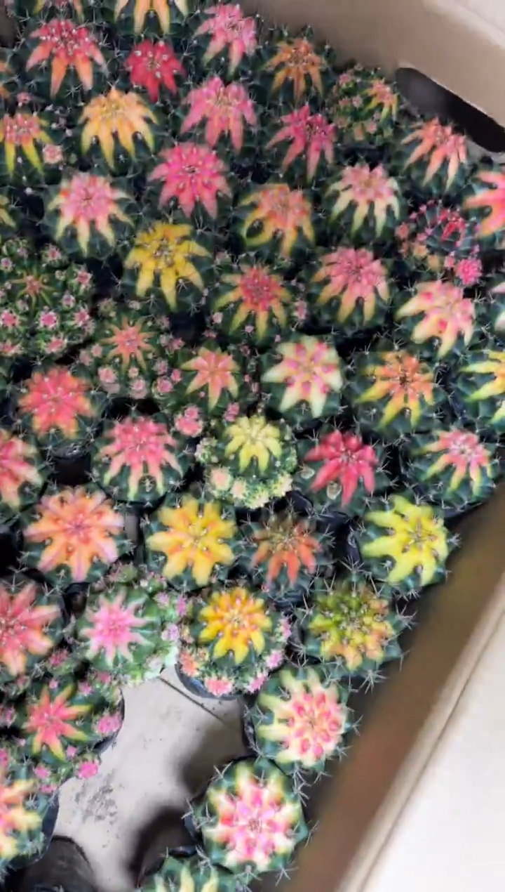 4颗 牡丹锦球【实生根】4-6cm