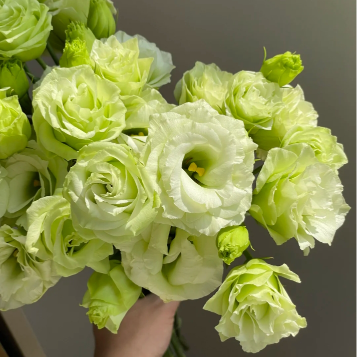 【今喜花舍】（绿色）洋桔梗 一单顺丰冷链包邮