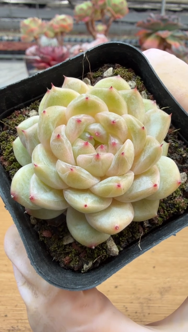 东云多肉园三店-115