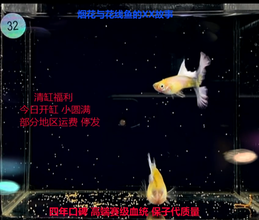 孔雀鱼拉朱莉练手1对