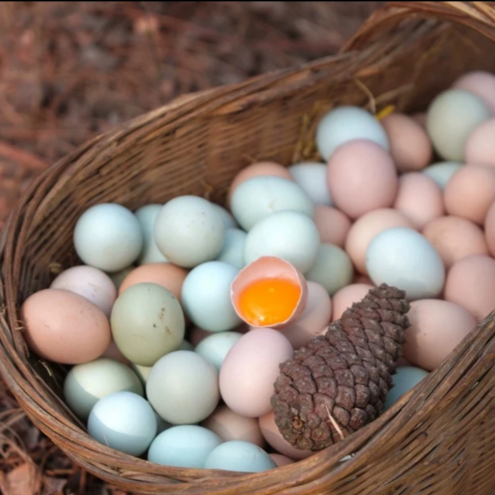 贵州正宗跑山鸡鸡蛋50枚鸡蛋同城送