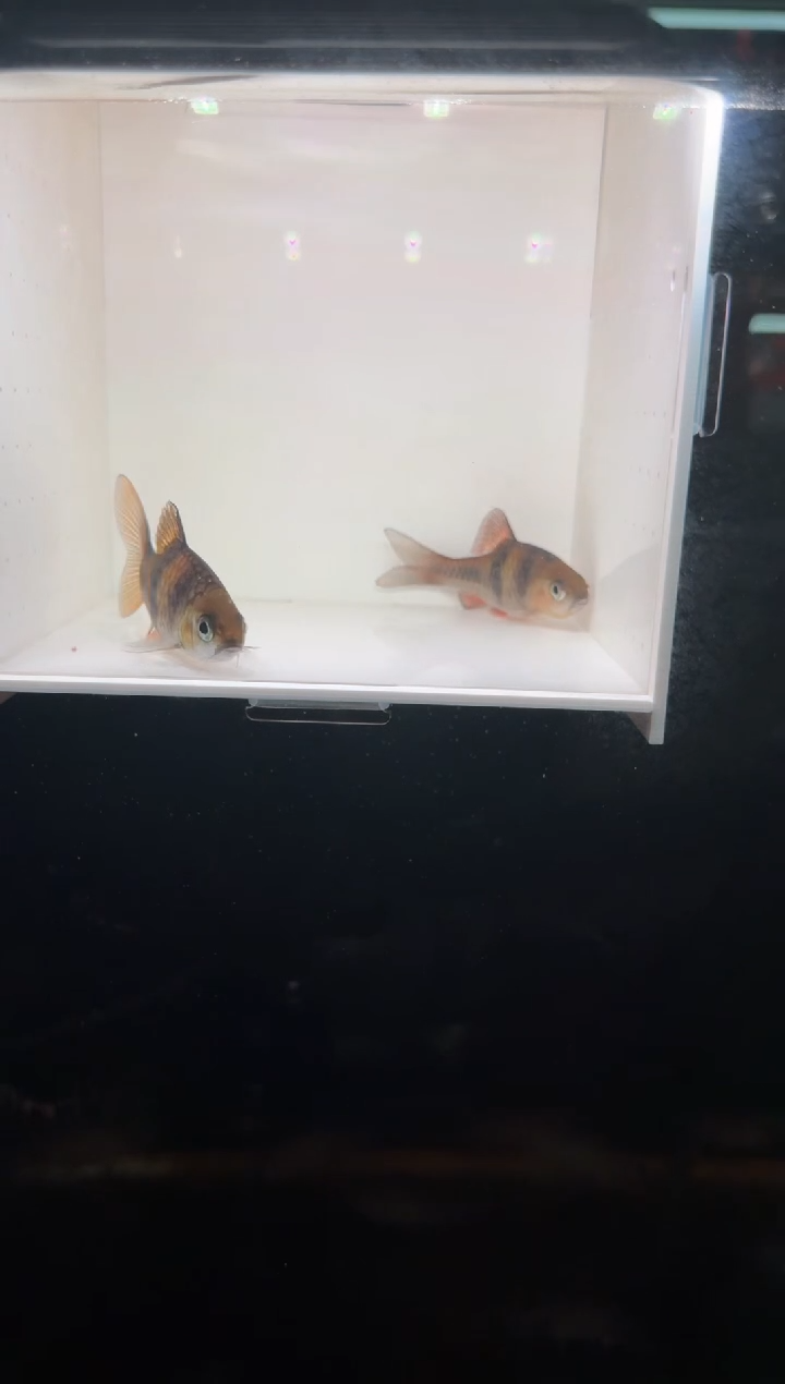 工具鱼邮差鲫222