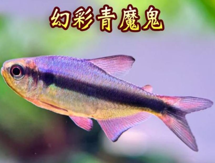 幻彩青魔鬼灯鱼皇室青魔鬼蓝国王灯热带观赏鱼小型草缸适用