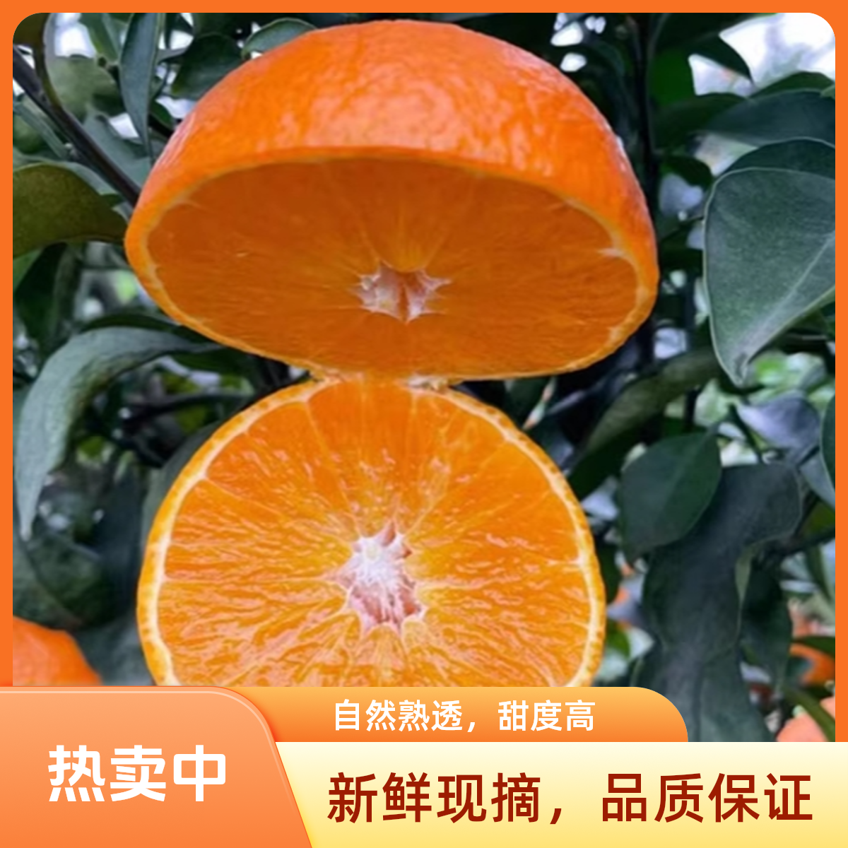 [眉山果冻橙38号]四川眉山爱媛38号果冻橙皮薄爆汁顺丰包邮次日达四川省