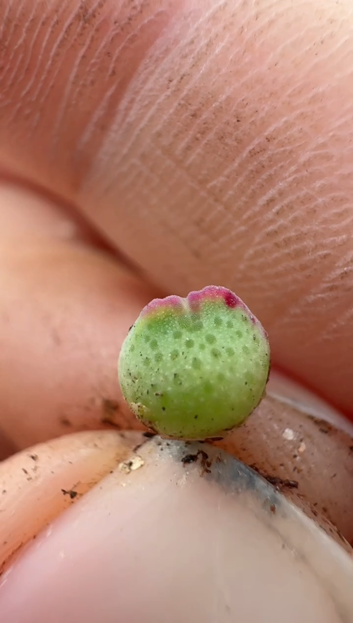 【闪购商品】17-109