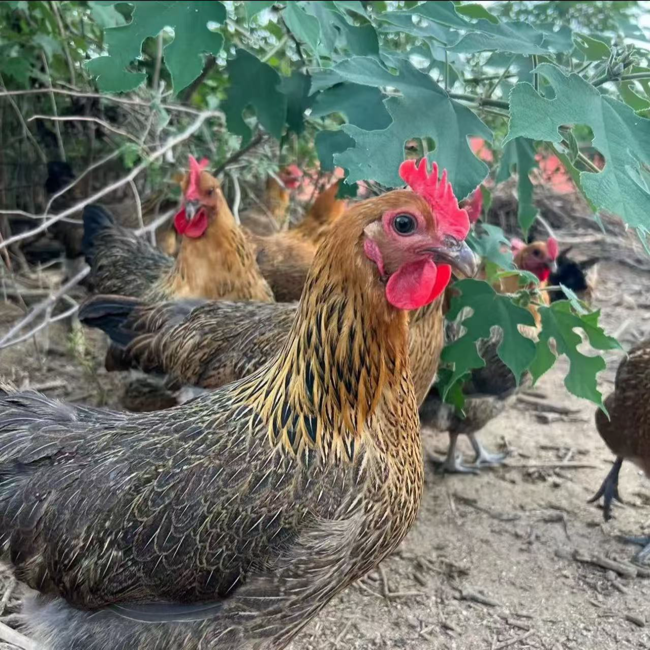 10只青脚麻羽鸡宠物鸡半斤左右发货活鸡包邮