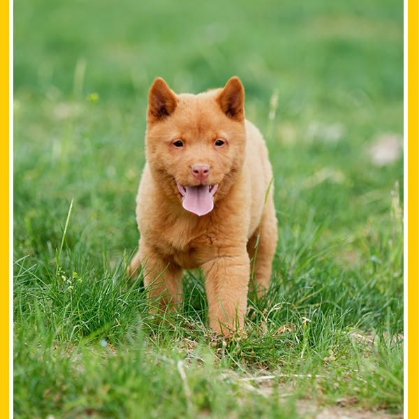 中华五红犬纯种中华田园犬幼犬土狗唐幼崽