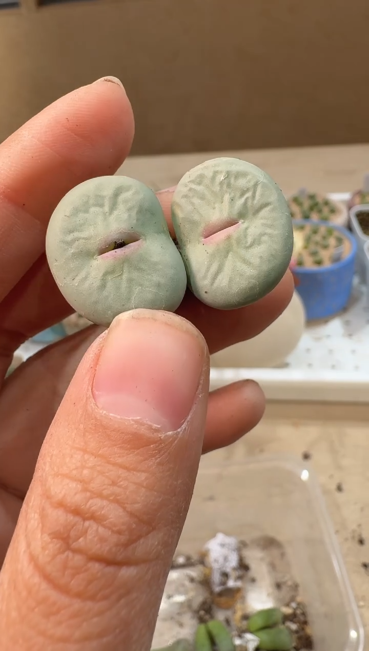 和****红24-96多肉植物肉锥