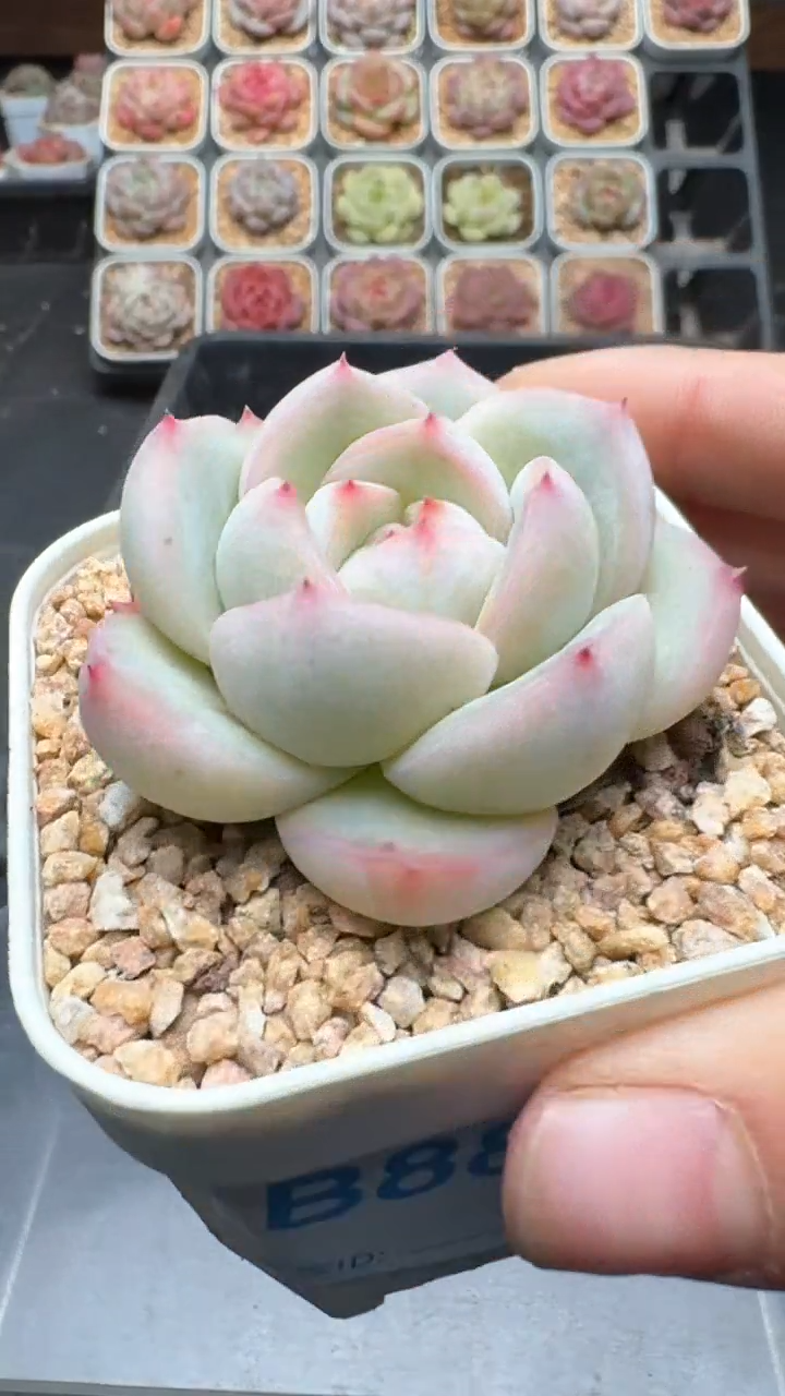 【闪购商品】885号珍妮多肉一物一拍3单包邮