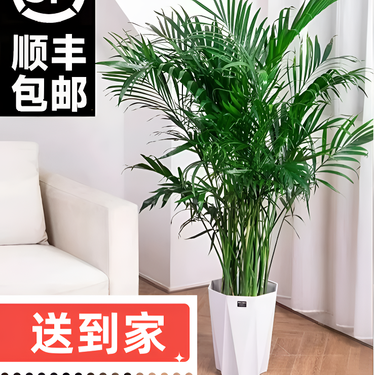富贵椰子1.5米-1.6米绿植盆栽耐旱发货卧室办公室物盆景室内大型