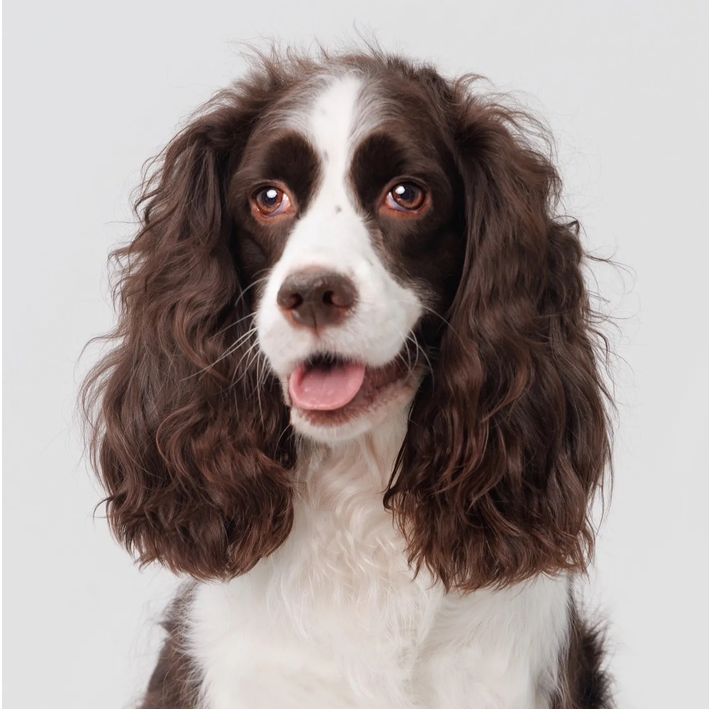 史宾格幼犬纯种可爱适合家庭饲养的聪明宠物狗